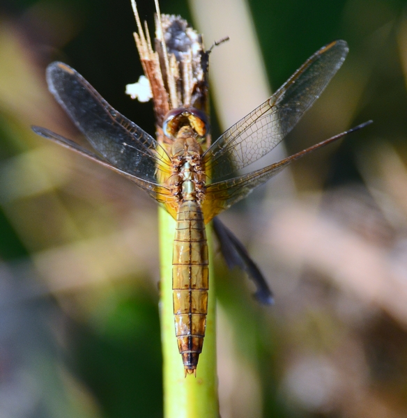 Crocothemis